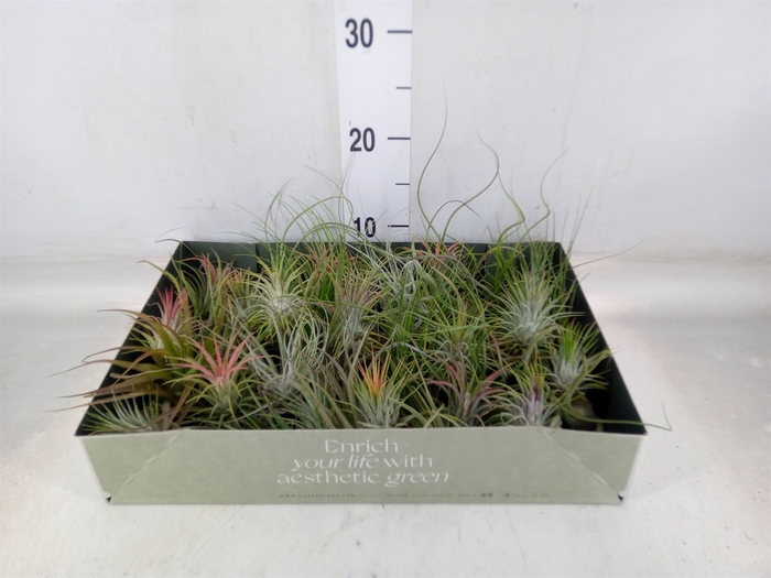 <h4>Tillandsia</h4>