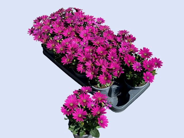 <h4>OSTEO FP PURPLE</h4>