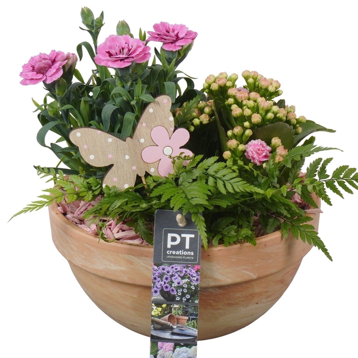 <h4>Arr.   Perkplanten L%</h4>