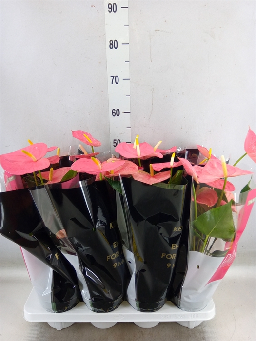<h4>Anthurium andr. 'Colorado'</h4>