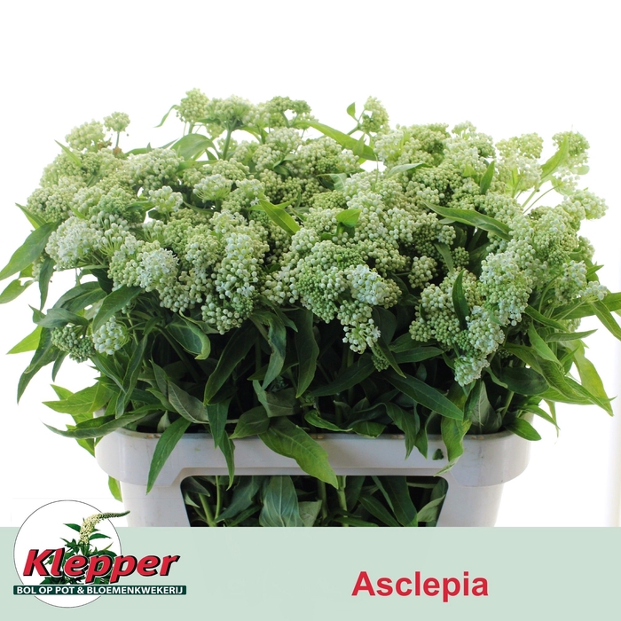 <h4>ASCL INC WHITE SUPER</h4>