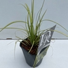Carex Evercolor Eversheen