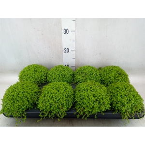 Soleirolia soleirolii   ...green