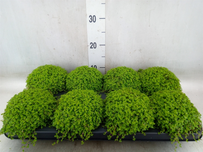<h4>Soleirolia soleirolii   ...green</h4>