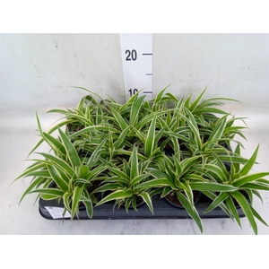 Chlorophytum com. 'Ocean'