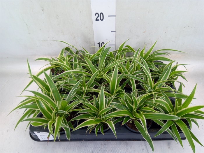 <h4>Chlorophytum com. 'Ocean'</h4>
