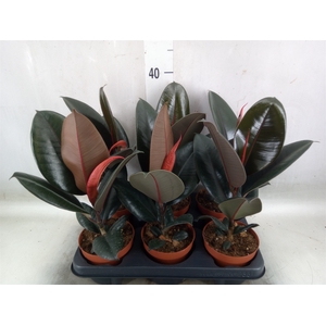 Ficus elastica 'Abidjan'