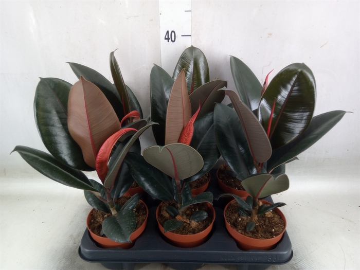 <h4>Ficus elastica 'Abidjan'</h4>
