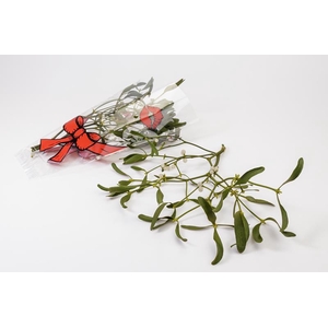 VISCUM ALBUM / MISTEL