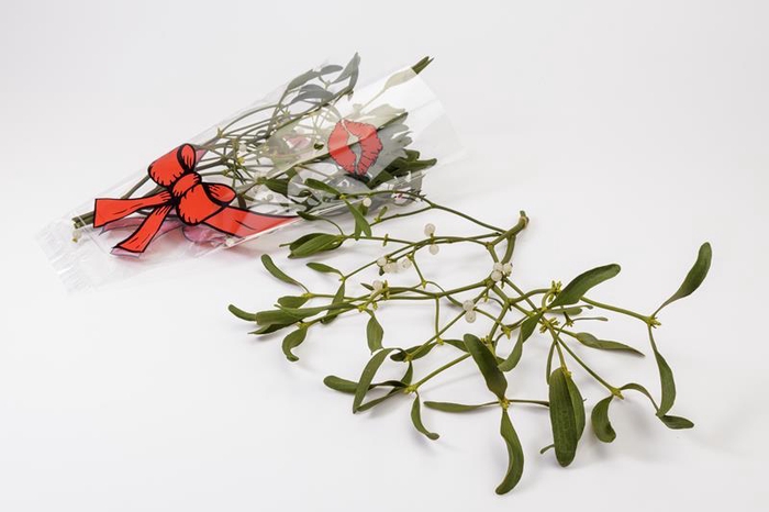 <h4>VISCUM ALBUM / MISTEL</h4>