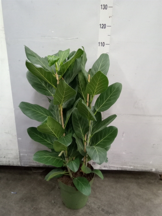 <h4>Ficus benghalensis 'Audrey'</h4>