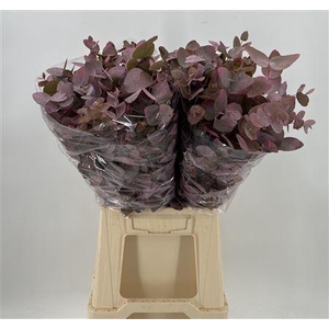 Euca Col Cinerea K Pink