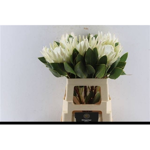 PROTEA CYNAROIDES