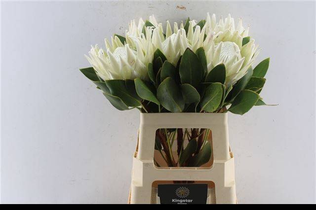 <h4>PROTEA CYNAROIDES</h4>