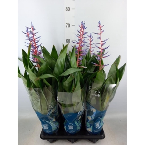 Aechmea  'Blue Rain'