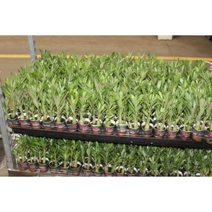 ROSA DO DESERTO P06 SEM FLOR