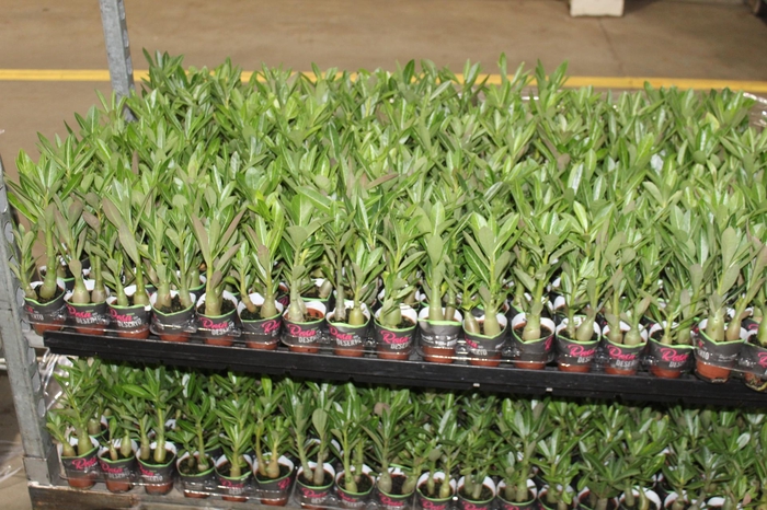 <h4>ROSA DO DESERTO P06 SEM FLOR</h4>