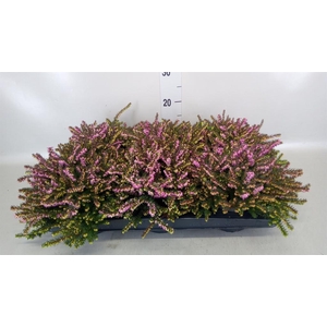 Erica darley. 'Kramer's Rote'