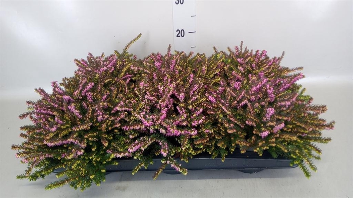 <h4>Erica darley. 'Kramer's Rote'</h4>