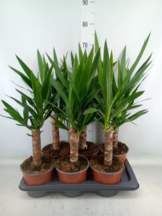 <h4>Yucca elephantipes   ...</h4>