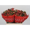 Hypericum True Romance
