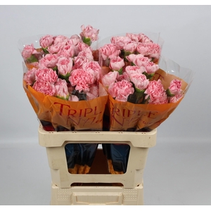 DI ST PINK MONTEZUMA