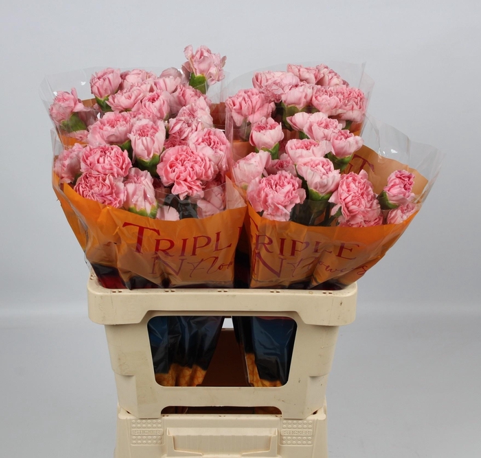 <h4>DI ST PINK MONTEZUMA</h4>