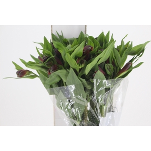 ALSTROEMERIA ANGELINA 080 CM