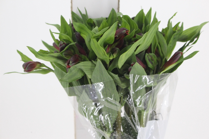 <h4>ALSTROEMERIA ANGELINA 080 CM</h4>