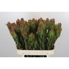 Leucadendron Laurel Yellow