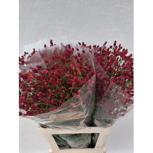 SANG OFFICINALIS