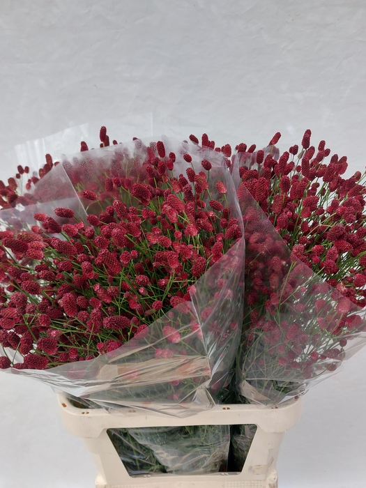 <h4>SANG OFFICINALIS</h4>