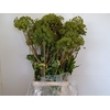 ANGELICA GIGAS 130CM