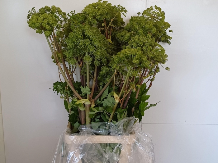 <h4>ANGELICA GIGAS 130CM</h4>