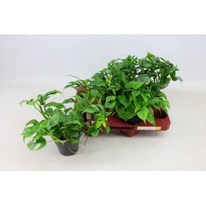 MONSTERA DEL PICCOLO