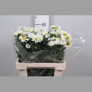 Leuc Vulg Rheinblick