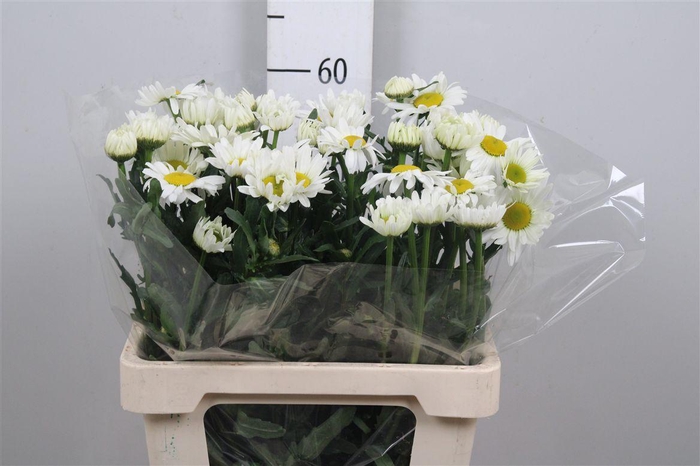 <h4>Leuc Vulg Rheinblick</h4>