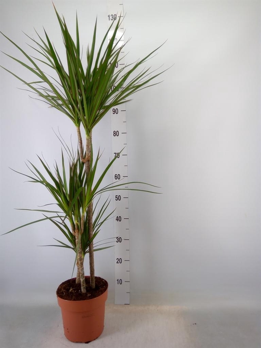 <h4>Dracaena marg.</h4>