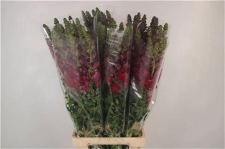 <h4>Antirrhinum It. Red</h4>