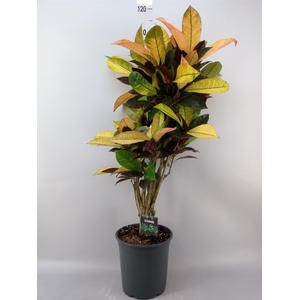 Codiaeum var. KL 'Mrs Iceton'