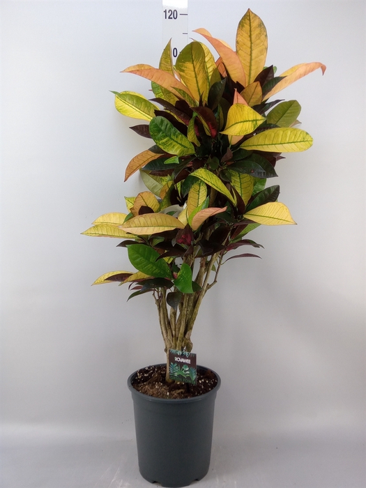 <h4>Codiaeum var. KL 'Mrs Iceton'</h4>