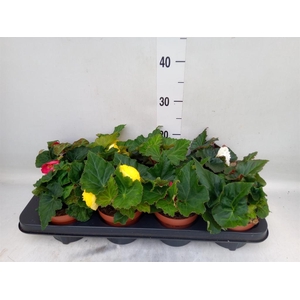 Begonia tuber. DU GR  ...mix
