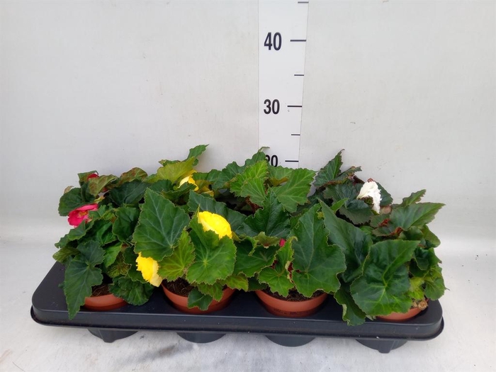 <h4>Begonia tuber. DU GR  ...mix</h4>