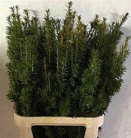 <h4>Taxus B Fas Aurea</h4>