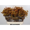 Anigozanthos Gold Fever