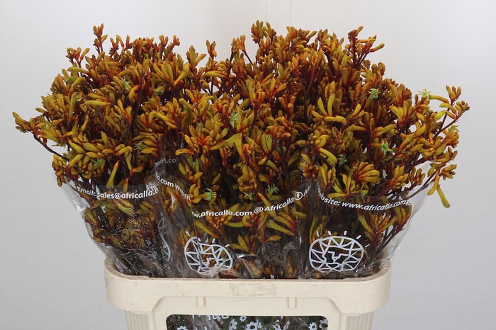 <h4>Anigozanthos Gold Fever</h4>
