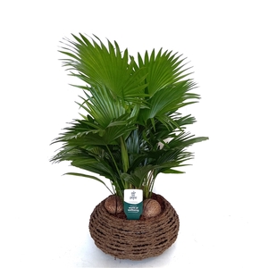 Livistona in caryota 32 cm mand air so pure ASP etiket Air So Pure