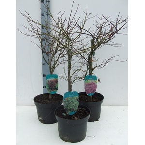 Acer palmatum Dissectum MIX P23 Full CC