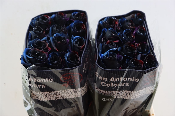 <h4>R Gr Tinted Constellation</h4>