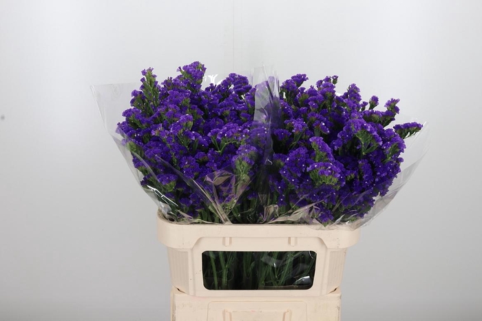 <h4>Lim S Cryst Dark Blu</h4>